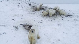 خرس‌های قطبی به دنبال غذا آمریکا را به مقصد روسیه ترک می‌کنند