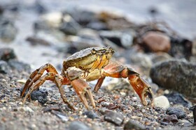 تلف شدن خرچنگ‌ها در سواحل قشم/علت در دست بررسی است