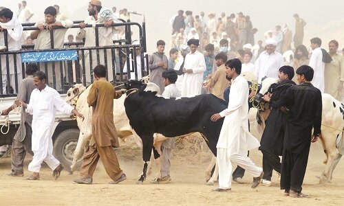 جدال دامپزشکان با مرگ و قاچاق