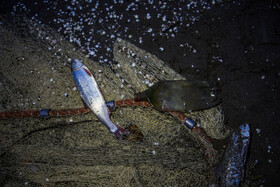 طبق آمار بیشترین زبالههای پلاستیکی از طرف ایران وارد دریا میشود. پیدا شدن زباله در تور صیدان امری عادی است و وجود این دست پسماندها ضررهای جبران ناپذیری به دریا و آبزیان آن میزنند.