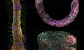 ارائه نخستین مدل ۳بعدی از بافت عصبی