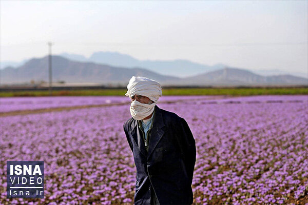 ویدئو / چشم‌بادامی‌ها در کمین طلای سرخ ایران