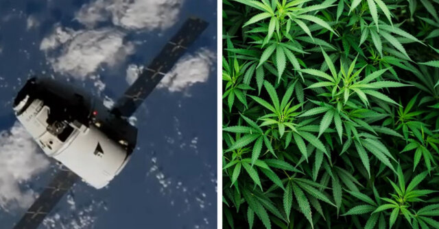 "اسپیس‌ایکس" با ماریجوانا به فضا می‌رود!