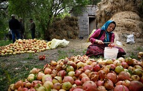 پرداخت بیش از ۷۵ درصد تسهیلات اشتغال روستایی