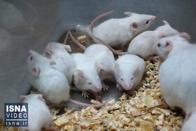 ویدئو / موش‌های تراریخته مبتلا به هموفیلی چطور تولید می‌شوند؟