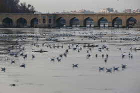 Migratory birds in Zaynandeh Rud River, Isfahan, Iran, December 22, 2019.