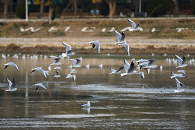 Migratory birds in Zaynandeh Rud River, Isfahan, Iran, December 22, 2019.