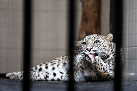 انتقال "ماوی" ماده پلنگ ایرانی به باغ‌وحش ارم