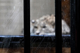 انتقال "ماوی" ماده پلنگ ایرانی به باغ‌وحش ارم