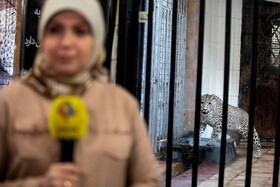 انتقال "ماوی" ماده پلنگ ایرانی به باغ‌وحش ارم