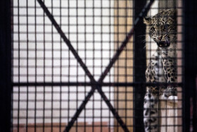 انتقال "ماوی" ماده پلنگ ایرانی به باغ‌وحش ارم