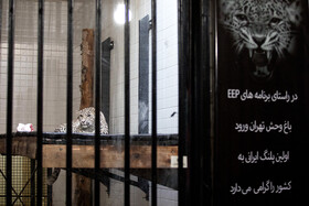 انتقال "ماوی" ماده پلنگ ایرانی به باغ‌وحش ارم