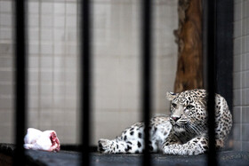 انتقال "ماوی" ماده پلنگ ایرانی به باغ‌وحش ارم