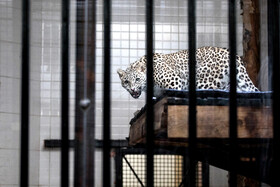 انتقال "ماوی" ماده پلنگ ایرانی به باغ‌وحش ارم