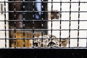 انتقال "ماوی" ماده پلنگ ایرانی به باغ‌وحش ارم