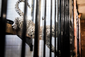 انتقال "ماوی" ماده پلنگ ایرانی به باغ‌وحش ارم