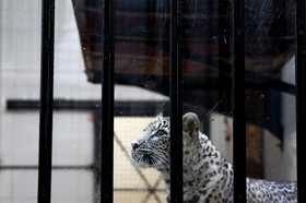 انتقال "ماوی" ماده پلنگ ایرانی به باغ‌وحش ارم