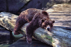 چرا عضلات خرس‌ها پس از خواب زمستانی تحلیل نمی‌رود؟