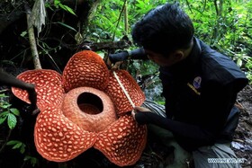 شکفتن بزرگ‌ترین گل جهان در جنگل‌های اندونزی