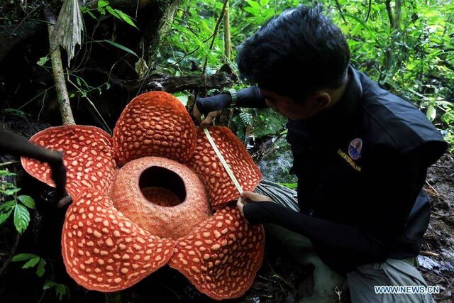 بزرگ‌ترین گل جهان اندونزی
