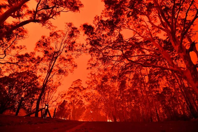 خطر "تلف شدن کامل" برخی گونه‌های حیوانی در آتش‌سوزی‌های استرالیا