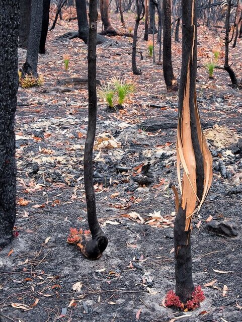 ظهور آثار حیات در جنگل‌های سوخته استرالیا