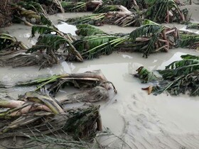 سیلاب 6000 میلیارد ریال به کشاورزی سیستان و بلوچستان خسارت وارد کرد