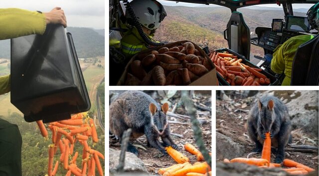 توزیع هوایی مواد غذایی برای نجات گونه‌های بازمانده از حریق استرالیا