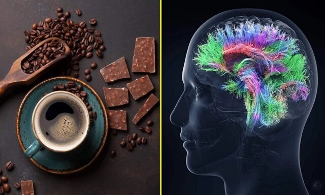 ارتباط «قهوه و شکلات» با هوش انسان