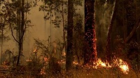 تلاش صدها آتش‌نشان برای اطفای حریق جنگلی در پرتغال
