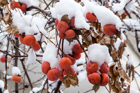 بارش برف زمستانی در ارومیه