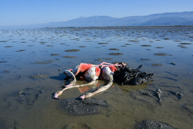 مرگ ۲۰۰۰ گونه پرنده در شبه جزیره میانکاله