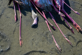 مرگ ۲۰۰۰ گونه پرنده در شبه جزیره میانکاله