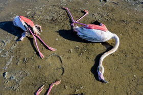 مرگ مشکوک تعدادی از پرندگان مهاجر در خلیج گرگان