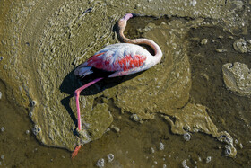 علت اصلی مرگ‌ومیر پرندگان مهاجر در شرق خلیج گرگان