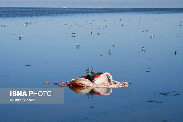 گمانهزنیها درباره علل مرگ پرندگان مهاجر میانکاله  گمانهزنیها درباره علل مرگ پرندگان مهاجر میانکاله