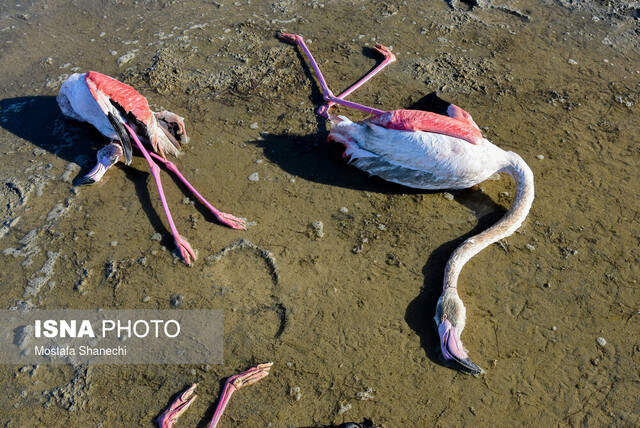 همه چیز درباره قاتل پرندگان در میانکاله همه چیز درباره قاتل پرندگان در میانکاله