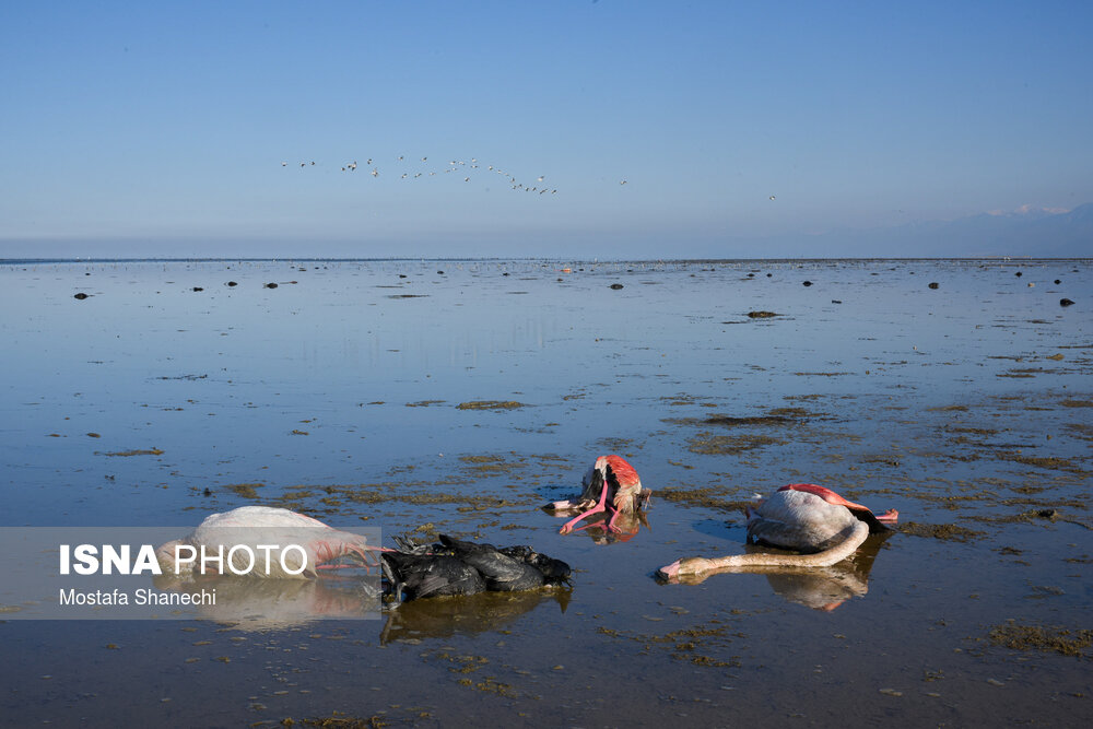 تلفات پرندگان مهاجر در خلیج گرگان تکرار می‌شود؟