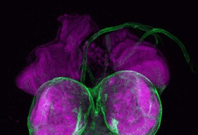 توقف شیوع بیماری با جلوگیری از بلوغ پشه‌ها