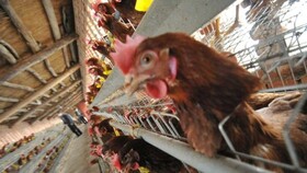 مرگ کودک کامبوجی بر اثر آنفلوآنزای پرندگان