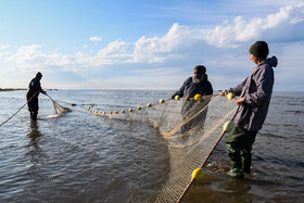 تکثیر و رهاسازی بیش از۳۶۰ میلیون قطعه ماهی/ تولید ۶۱ هزار تن میگو