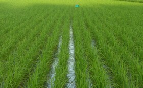 کاهش ۷۰ درصدی مصرف آب در خشکه کاری برنج
