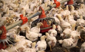 خودداری مرغداری‌ها از عرضه مرغ زنده به کشتارگاه‌ها با قیمت مصوب در چهارمحال و بختیاری