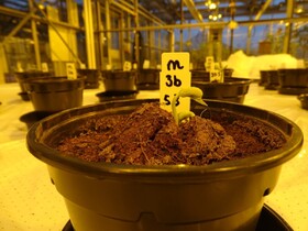 شاید "ادرار" بهترین کود برای پرورش گیاه در مریخ باشد