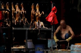 تجارت و مصرف حیوانات وحشی در چین ممنوع شد