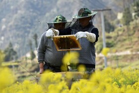 زنبورها زمینه اشتغال چند نفر در سمنان را فراهم کردند؟