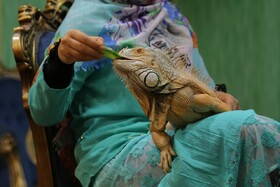 خانه ما می تواند مخاطبان غیرایرانی را جذب کند ایسنا
