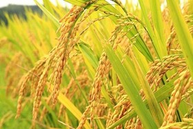 برنج گیلان کشت اعلاترین برنج ایرانی