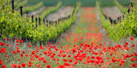 سروی که توفان کرونا حریف آن نمی‌شود