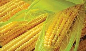 رسیدگی به تخلف عرضه خارج از شبکه ۱۵۶ تن ذرت تراریخته در اردبیل